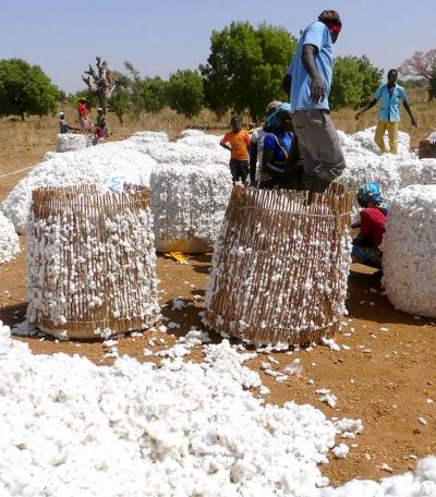 Marché d'achat du coton-graine dans un village du Cameroun © Cirad, B. Bachelier